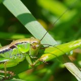 Grashuepfer von Jochen Ruser